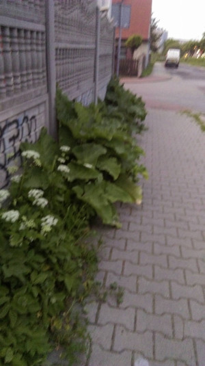 Zdjęcie 4 przedstawia problem zgłoszony w tym alercie