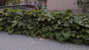 Zdjęcie 1 przedstawia problem zgłoszony w tym alercie