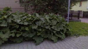 Zdjęcie 2 przedstawia problem zgłoszony w tym alercie